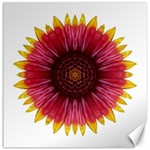 Galliardia Arizona Sun I Flower Mandala Canvas 12  x 12  