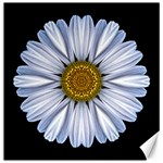 White Daisy I Flower Mandala Canvas 12  x 12  