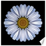 White Daisy I Flower Mandala Canvas 20  x 20  