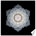 White Rose I Flower Mandala Canvas 16  x 16  