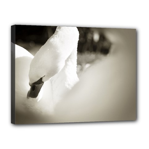 Swan 12  X 16  Framed Canvas Print by artposters