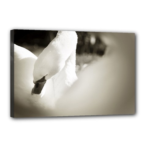 Swan 12  X 18  Framed Canvas Print by artposters