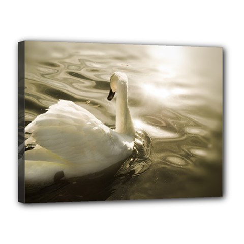 Swan 12  X 16  Framed Canvas Print by artposters