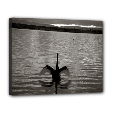 swan, Canberra 11  x 14  Framed Canvas Print