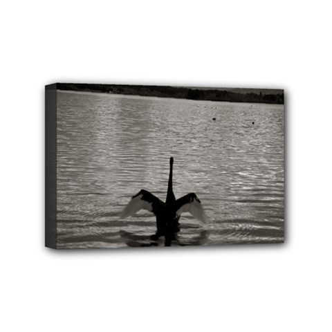 Swan, Canberra 4  X 6  Framed Canvas Print by artposters