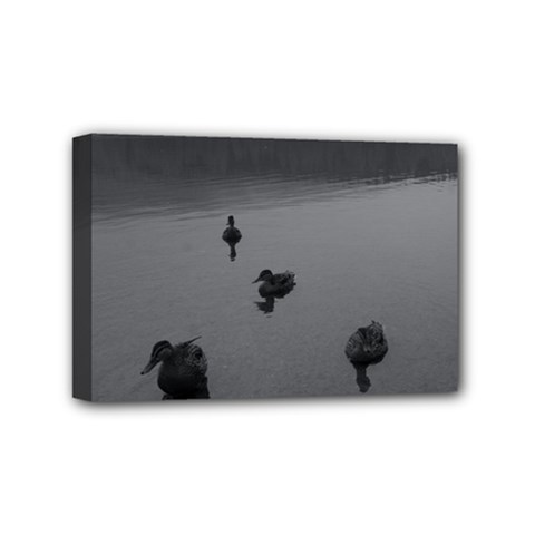 ducks 4  x 6  Framed Canvas Print