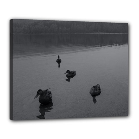 ducks 16  x 20  Framed Canvas Print