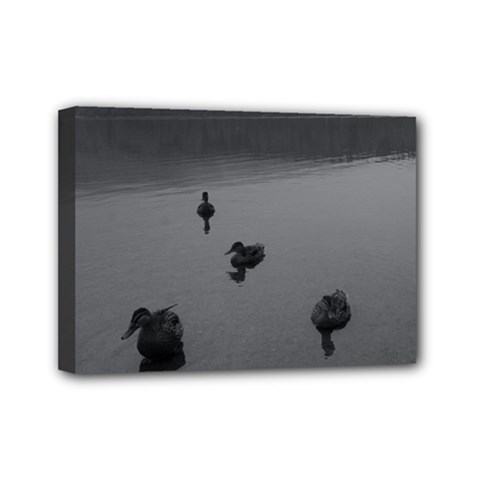 Ducks 5  X 7  Framed Canvas Print