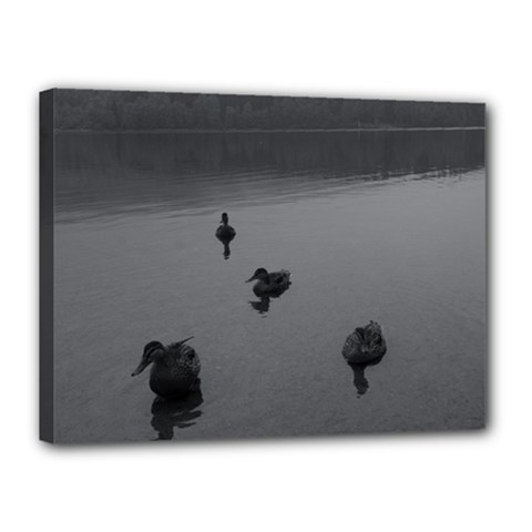 Ducks 12  X 16  Framed Canvas Print by artposters