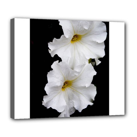 White Peonies   Deluxe Canvas 24  X 20  (stretched) by Elanga