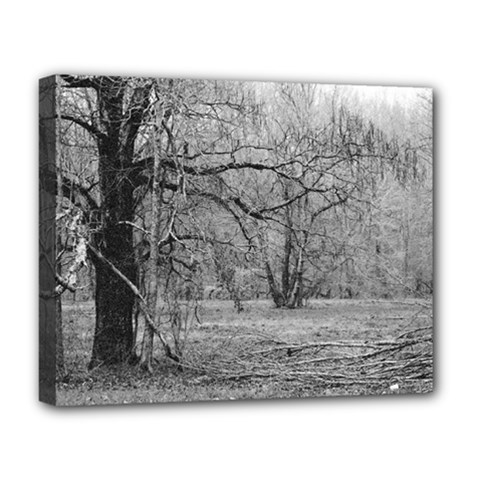 Black And White Forest Deluxe Canvas 20  X 16  (stretched)