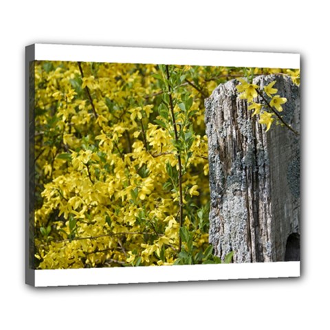 Yellow Bells Deluxe Canvas 24  X 20  (stretched)