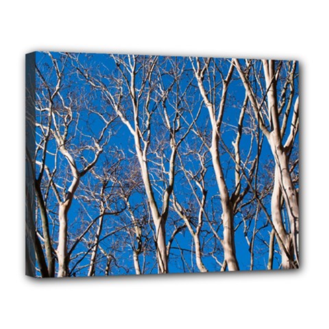 Trees On Blue Sky 11  X 14  Framed Canvas Print by Elanga