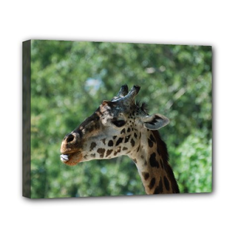 Cute Giraffe Canvas 10  X 8  (framed) by AnimalLover