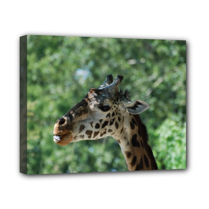 Cute Giraffe Canvas 10  x 8  (Framed)