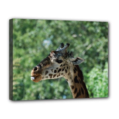 Cute Giraffe Canvas 14  X 11  (framed)