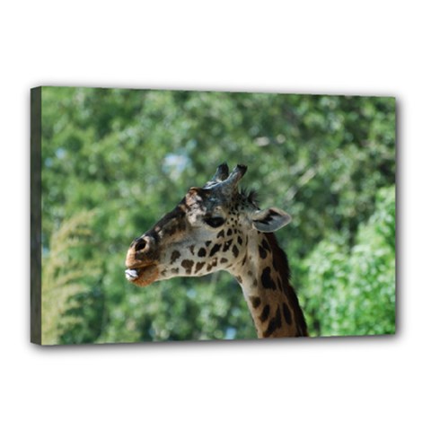 Cute Giraffe Canvas 18  X 12  (framed) by AnimalLover