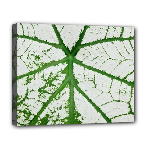 Leaf Patterns Deluxe Canvas 20  X 16  (framed) by natureinmalaysia