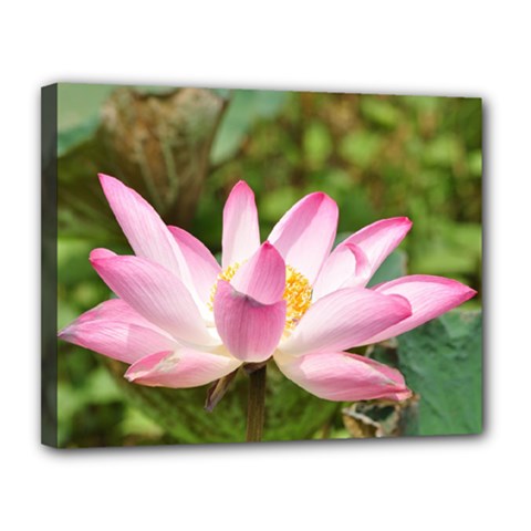 A Pink Lotus Canvas 14  X 11  (framed)