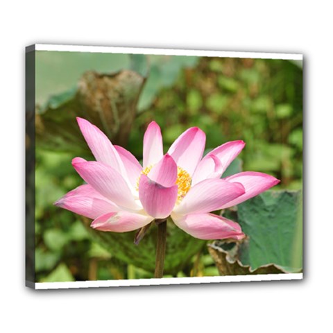 A Pink Lotus Deluxe Canvas 24  X 20  (framed) by natureinmalaysia