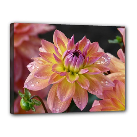 Dahlia Garden  Canvas 16  X 12  (framed)