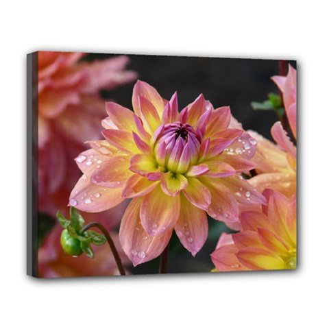 Dahlia Garden  Deluxe Canvas 20  X 16  (framed) by ADIStyle