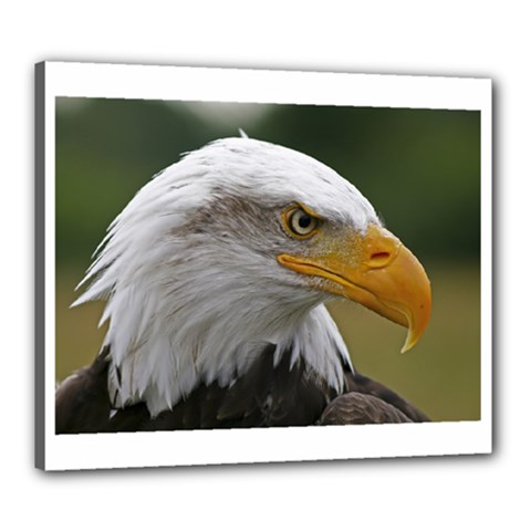 Bald Eagle (2) Canvas 24  X 20  (framed) by smokeart