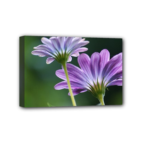 Flower Mini Canvas 6  X 4  (framed) by Siebenhuehner