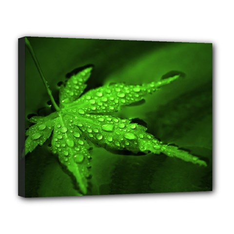 Leaf With Drops Canvas 14  X 11  (framed)