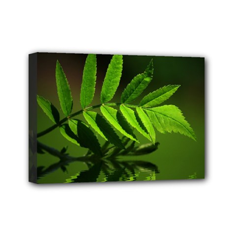 Leaf Mini Canvas 7  X 5  (framed) by Siebenhuehner