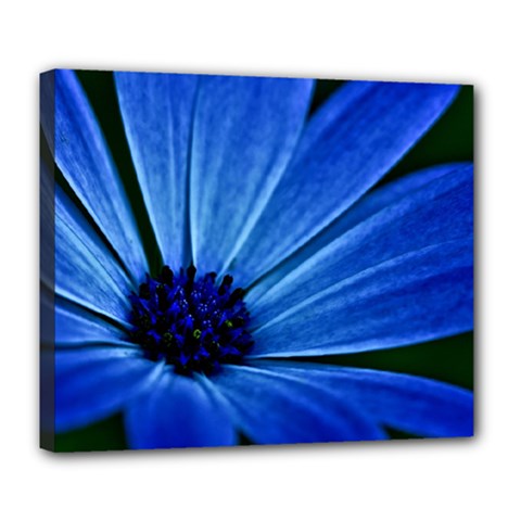 Flower Deluxe Canvas 24  X 20  (framed) by Siebenhuehner