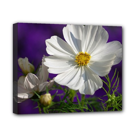 Cosmea   Canvas 10  X 8  (framed)