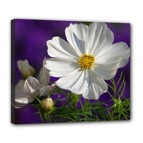 Cosmea   Deluxe Canvas 24  X 20  (framed)
