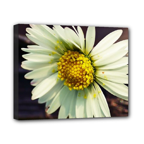 Daisy Canvas 10  X 8  (framed) by Siebenhuehner