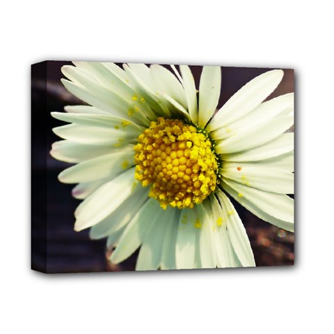 Daisy Deluxe Canvas 14  X 11  (framed) by Siebenhuehner