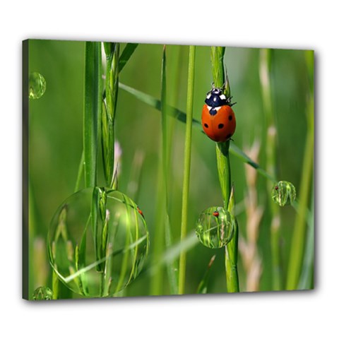 Ladybird Canvas 24  x 20  (Framed)