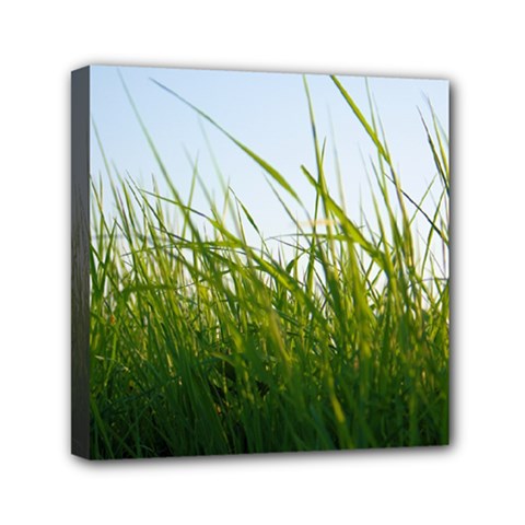 Grass Mini Canvas 6  X 6  (framed) by Siebenhuehner
