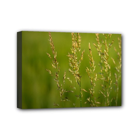 Grass Mini Canvas 7  X 5  (framed) by Siebenhuehner