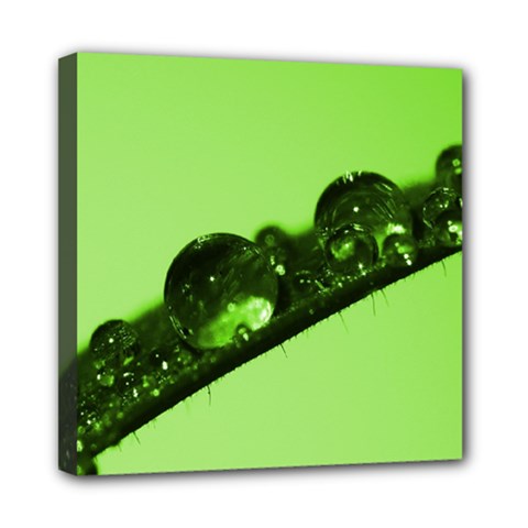 Green Drops Mini Canvas 8  X 8  (framed) by Siebenhuehner