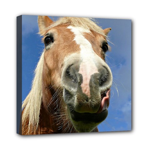 Haflinger  Mini Canvas 8  X 8  (framed) by Siebenhuehner