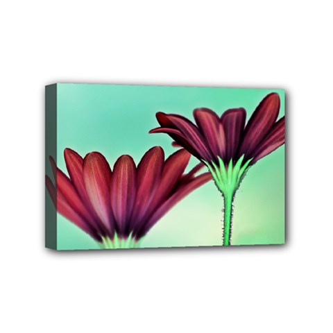 Osterspermum Mini Canvas 6  X 4  (framed) by Siebenhuehner