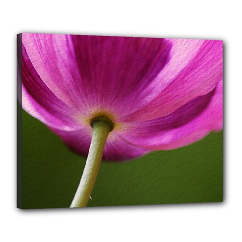 Poppy Canvas 20  X 16  (framed) by Siebenhuehner