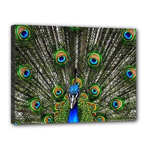 Peacock Canvas 16  X 12  (framed) by Siebenhuehner