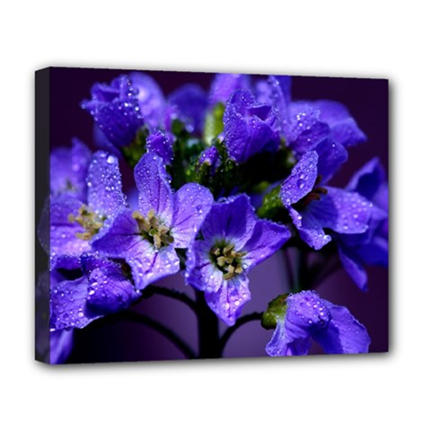 Cuckoo Flower Deluxe Canvas 20  X 16  (framed) by Siebenhuehner