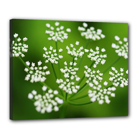 Queen Anne s Lace Canvas 20  X 16  (framed) by Siebenhuehner