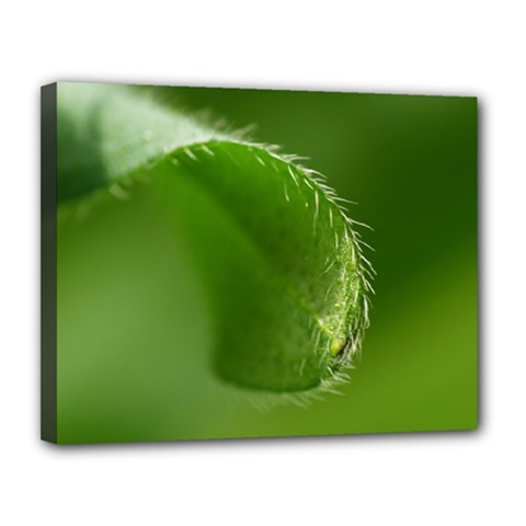 Leaf Canvas 14  X 11  (framed) by Siebenhuehner