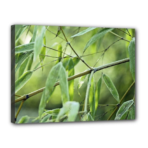 Bamboo Canvas 16  X 12  (framed) by Siebenhuehner