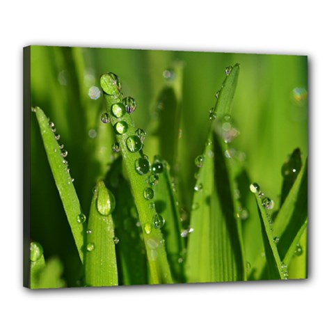 Grass Drops Canvas 20  X 16  (framed) by Siebenhuehner