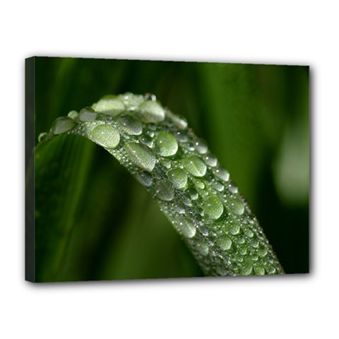 Grass Drops Canvas 16  X 12  (framed) by Siebenhuehner