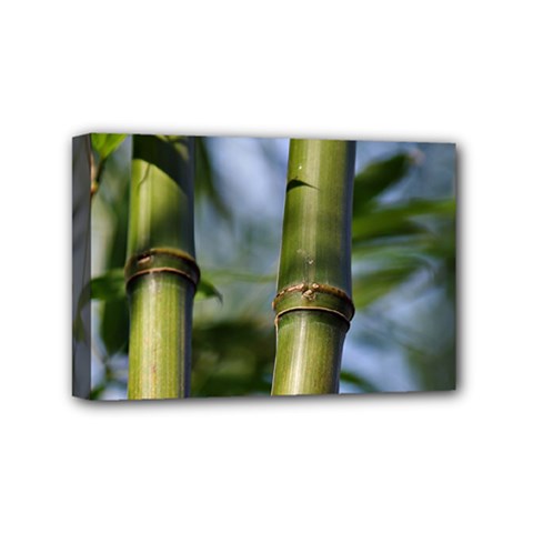 Bamboo Mini Canvas 6  X 4  (framed) by Siebenhuehner